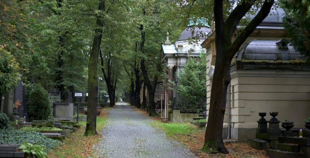 Allée de cimetière bordée d’arbres sous une lumière d’automne